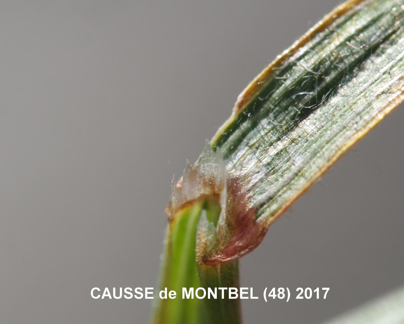 Brome, Meadow leaf